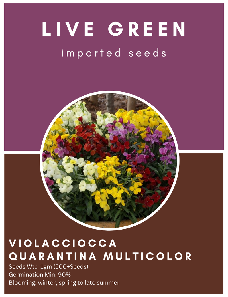 Live Green Imported Seeds - Violacciocca Quarantina Scented Stock Mix Flower Seeds for Home Gardening - Pack of 1gm Seeds