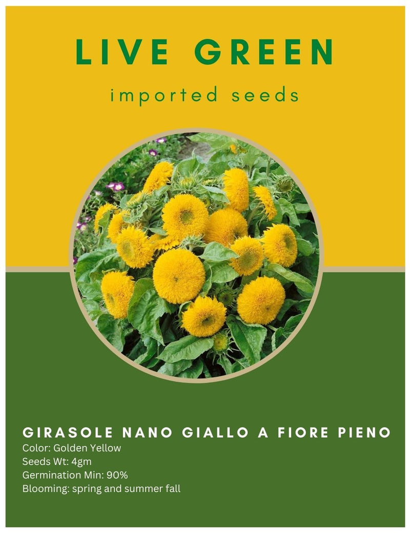 Live Green Imported Seeds – Sunflower Sungold Girasole Nano Giallo A Fiore Pieno Flower Seeds for Summer Gardening – Pack of 4gm Seeds