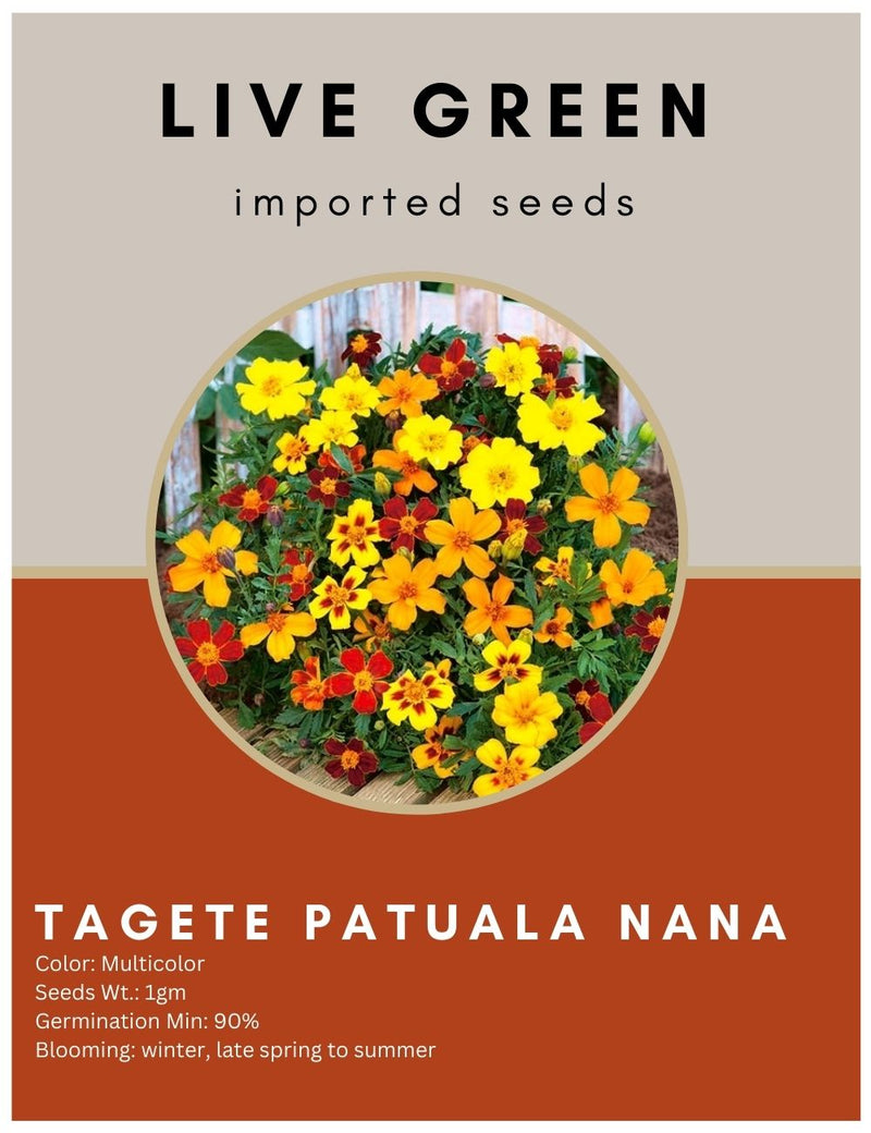 Live Green Imported Seeds - Marigold Tatgete Patula Nana Mix Flower Seeds for All Season - Pack of 1gm Seeds