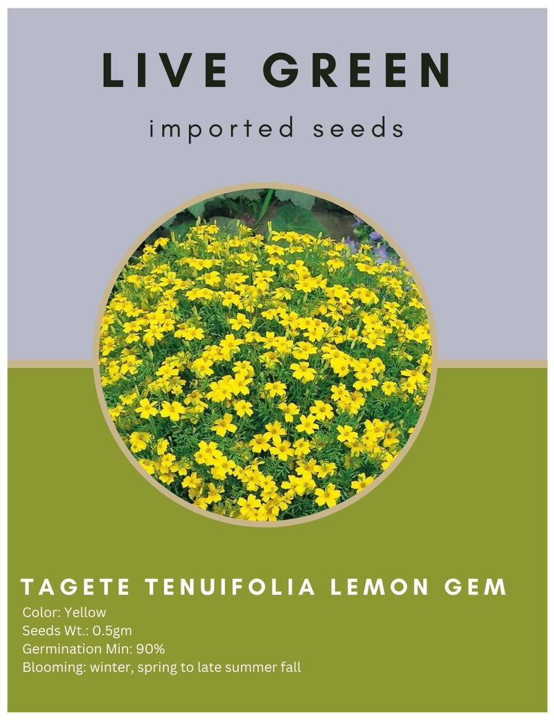 Live Green Imported Seeds - Marigold Tagete Tenuifolia Lemon Gem Flower Seeds For all Season - Pack of 0.2gm Seeds