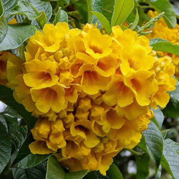 Plantogallery Tecoma Yellow Flower Plant For All Season