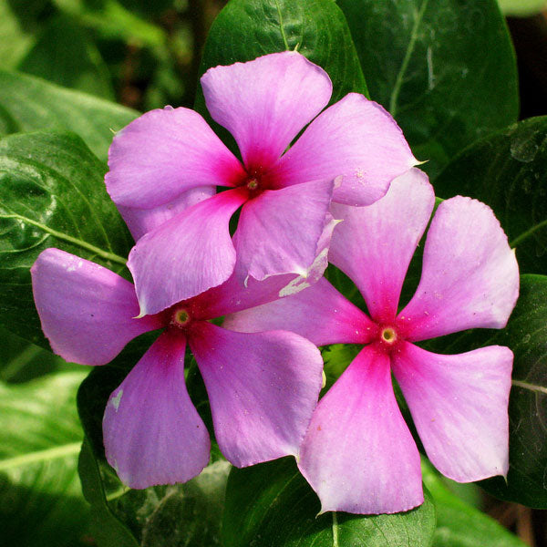 Vinca Pink Flower Plant For All Season