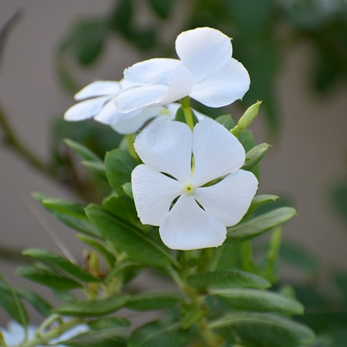 Vinca White Evergreen Flower Plant For Home Gardening