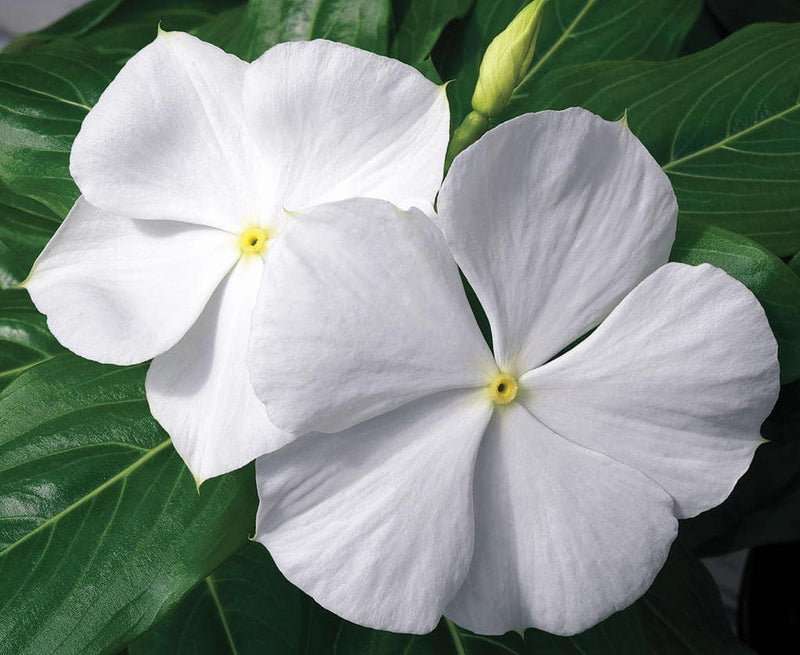 Vinca White Evergreen Flower Plant For Home Gardening