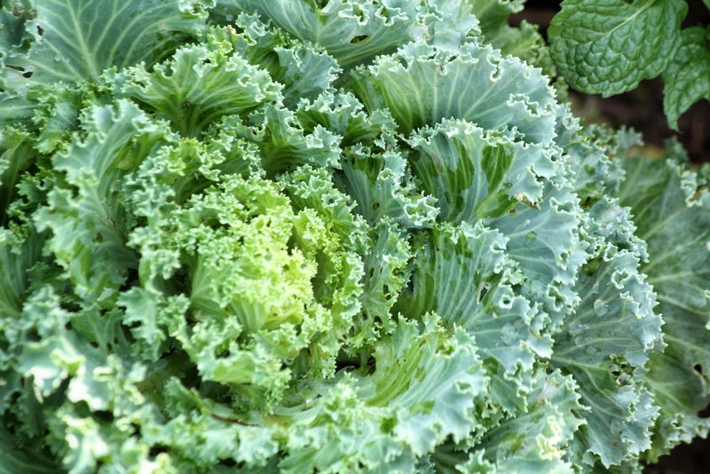 GREEN-KALE-CABBAGE-SEEDS-BY-UDANTA