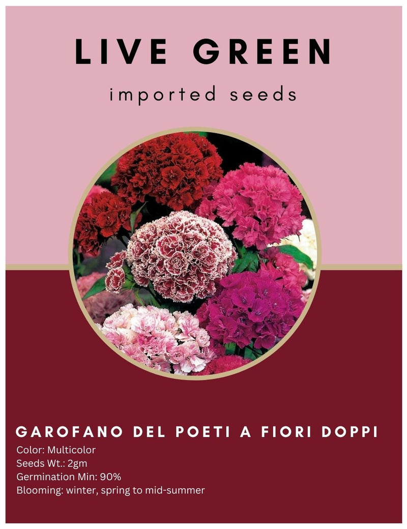 Live Green Imported Seeds - Sweet William Garofano Poeti Fiori Doppi Mix Flower Seeds Best For Gardening - Pack of 2gm Seeds