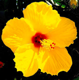 English Gudahal Yellow Hibiscus Flower Plant For All Season