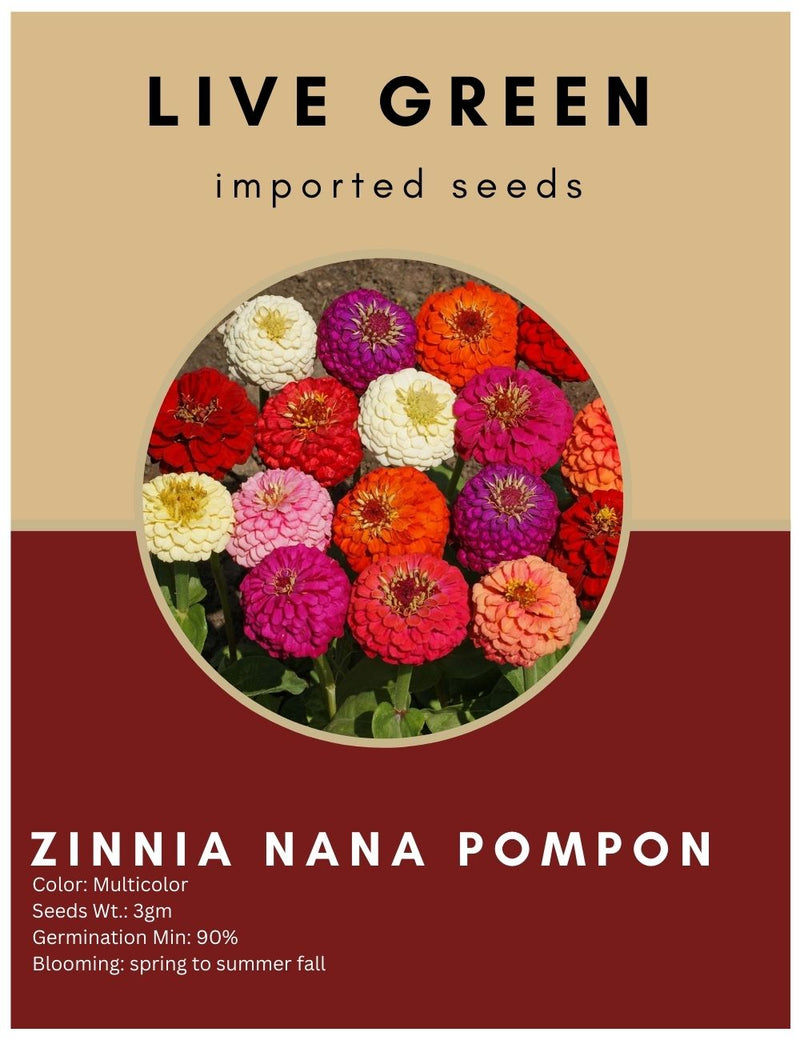Live Green Imported Seeds - Dwarf Double Zinnia Nana Pompon Mix Flower Seeds For Summer Gardening - Pack of 3gm Seeds