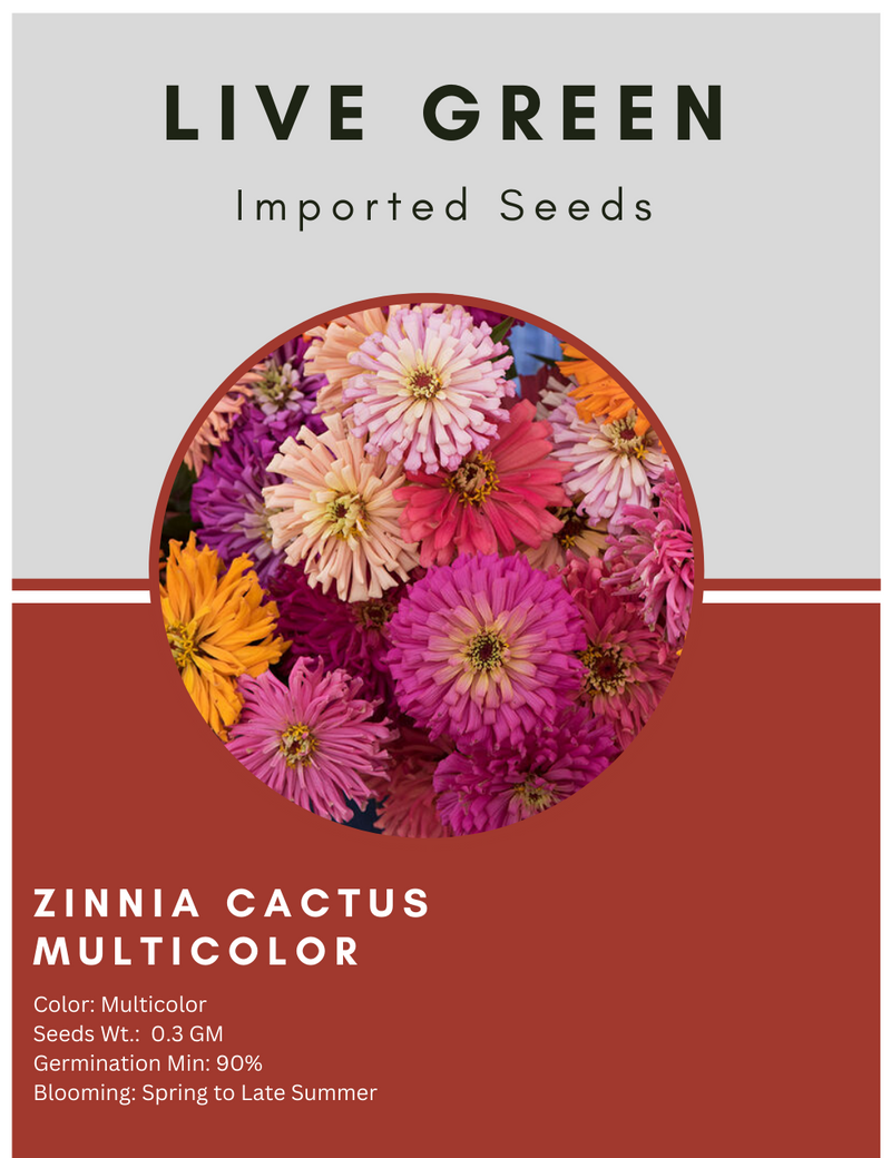 Live Green Imported Seeds - Zinnia Cactus Mix Flower Seeds Special For Summer Gardening - Pack of 3gm Seeds